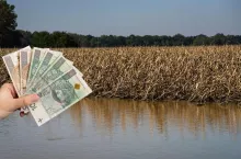 5000 zł dopłaty do hektara zniszczonych upraw. Kiedy i gdzie złożyć wniosek?