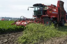 Liście buraczane to cenny nawóz, bardzo bogaty w potas. Przyorując 48 t liści/ha wnosimy z nimi ok. 280 kg K2O