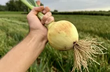 Cebula