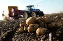 zbiór ziemniaków