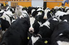 Rosnące ceny jałówek w USA sprawiają, że koszty remontu stada gwałtownie się podniosły, co utrudniło plany wzrostu wielu producentów.