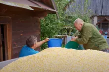 Andrzej z Plutycz po kukurydzianych żniwach. Jak mu plonowała kukurydza? [WIDEO]