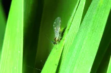 Mszyce występujące jesienią są wektorami wirusów.