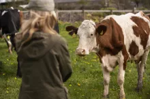 Pomimo licznych problemów, w wielu przypadkach produkcja mleka jest nadal opłacalna. Co więcej, jest jednym z najbardziej rentownych sektorów produkcji rolnej.