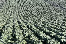 Uprawa kapusty w Polsce