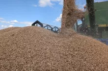 Zboże na przyczepie wysypywane z kombajnu