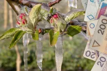 Wielkie ”nic” z pomocy dla sadowników. Miało być 6 tys. zł, a będzie dużo mniej