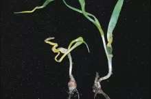 Sygnalizacja Agrofagi Zgorzel Siewek Pszenicy Ozimej