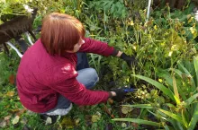 Usuwanie przekwitłych kwiatostanów to nie tylko kwestia estetyki, lecz także zdrowia pozostałych roślin