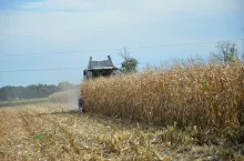 kukurydza