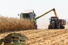Żniwa kukurydziane na finiszu. Strata to ponad 3300 zł z ha