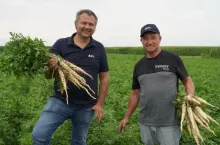 Nawożenie pietruszki ICL