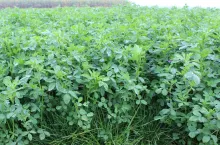 Lucernik z zimotrwałymi odmianami i odpowiednią jesienną pielęgnacją wzmacniającą zimotrwałość można użytkować nawet 4 lata