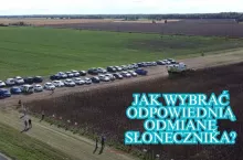 Słonecznik daje dobry plon nawet w suszy. Na co zwrócić uwagę przy wyborze odmian? [WIDEO]