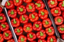 Polska papryka czerwona w kartonie