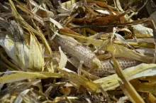 kukurydza, resztki pożniwne