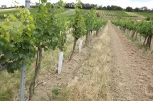 Ilość sadzonek i rozstawy zależą od sposobu prowadzenia winnicy