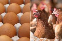 Ukraińskie firmy na szczycie rankingu producentów drobiu i jaj w Europie. Jak wypada Polska?