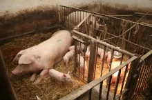 Aby skutecznie zmniejszyć ryzyko oporności na środki przeciwdrobnoustrojowe, trzeba ograniczyć stosowanie antybiotyków, a najlepszym na to sposobem jest zapobieganie zakażeniom i takie utrzymywanie zwierząt, żeby jak najmniej chorowały