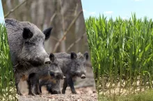 Temat szkód łowieckich ciągle stanowi kość niezgody pomiędzy rolnikami a kołami łowieckimi.