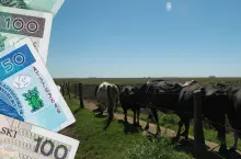 Będą zmiany w przemieszczaniu bydła
