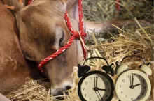 Zmiana czasu na zimowy: jak wpływa na krowy?