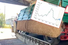 Jakie będą ceny pszenicy w I połowie 2025 roku?