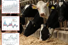 Jakie będą ceny mleka na koniec 2024 roku? Prognozy ekspertów