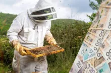 Ruszył nabór wniosków na dopłaty do pszczół 2024. Na co są pieniądze?