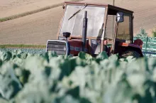 Zbiór kalafiora 2024