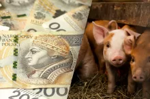 Podwyższony dobrostan zwierząt związany jest przede wszystkim z zapewnieniem zwiększonej powierzchni bytowej. Producenci trzody chlewnej mogą otrzymać dofinansowanie w tym zakresie, przystępując do ekoschematu „Dobrostan zwierząt”.