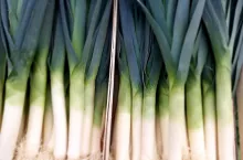 Plantacja pora zimowego, kilka tygodni po posadzeniu