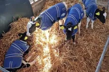 Krowa urodziła piękne cielaczki-czworaczki. Szansa 1 na 11 milionów