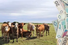 5 tys. rolników bez dopłat za Dobrostan zwierząt. Winny system ARiMR?