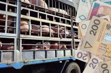 Nowe przepisy o transporcie zwierząt uderzą rolników po kieszeni. Co na to rząd?