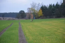 żółte zboże