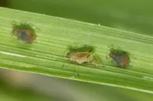 Skutecznym sposobem monitoringu mszyc są żółte naczynia, fot. Przemysław Strażyński
