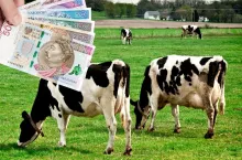 Dobrostan zwierząt 2024: ilu rolników ubiega się o dopłaty? Jakie praktyki wybrali?