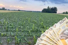 3000 zł do hektara. Rolnicy nie dostaną pieniędzy z winy wojewody?
