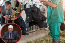 Antybiotyki ograniczone o połowę. Rolnicy: nie zostawimy krów, żeby umarły