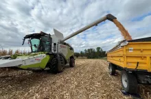 Kukurydza na ziarno: te odmiany dają rekordowe plony. Nawet 16,5 tony z ha