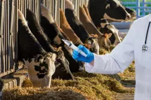 Zagrożenie chorobą niebieskiego języka w Polsce rośnie. Będzie szczepionka?