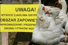 Ptasia grypa Dolny Slask