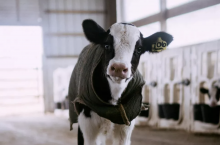 Derki dla cieląt najlepiej sprawdzą się u zwierząt nowo narodzonych, pochodzących z trudnych porodów, ciąż mnogich lub chorujących cieląt, będących w trakcie leczenia.
