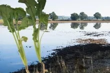 3000 zł do hektara. Będzie dodatkowa pomoc dla poszkodowanych rolników