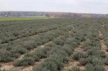 Tymianek niewykoszony, w tym wypadku to uprawa nasienna