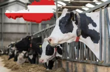 Rolnicy grożą odejściem z mleczarni. ”Żądamy wyższej ceny mleka”