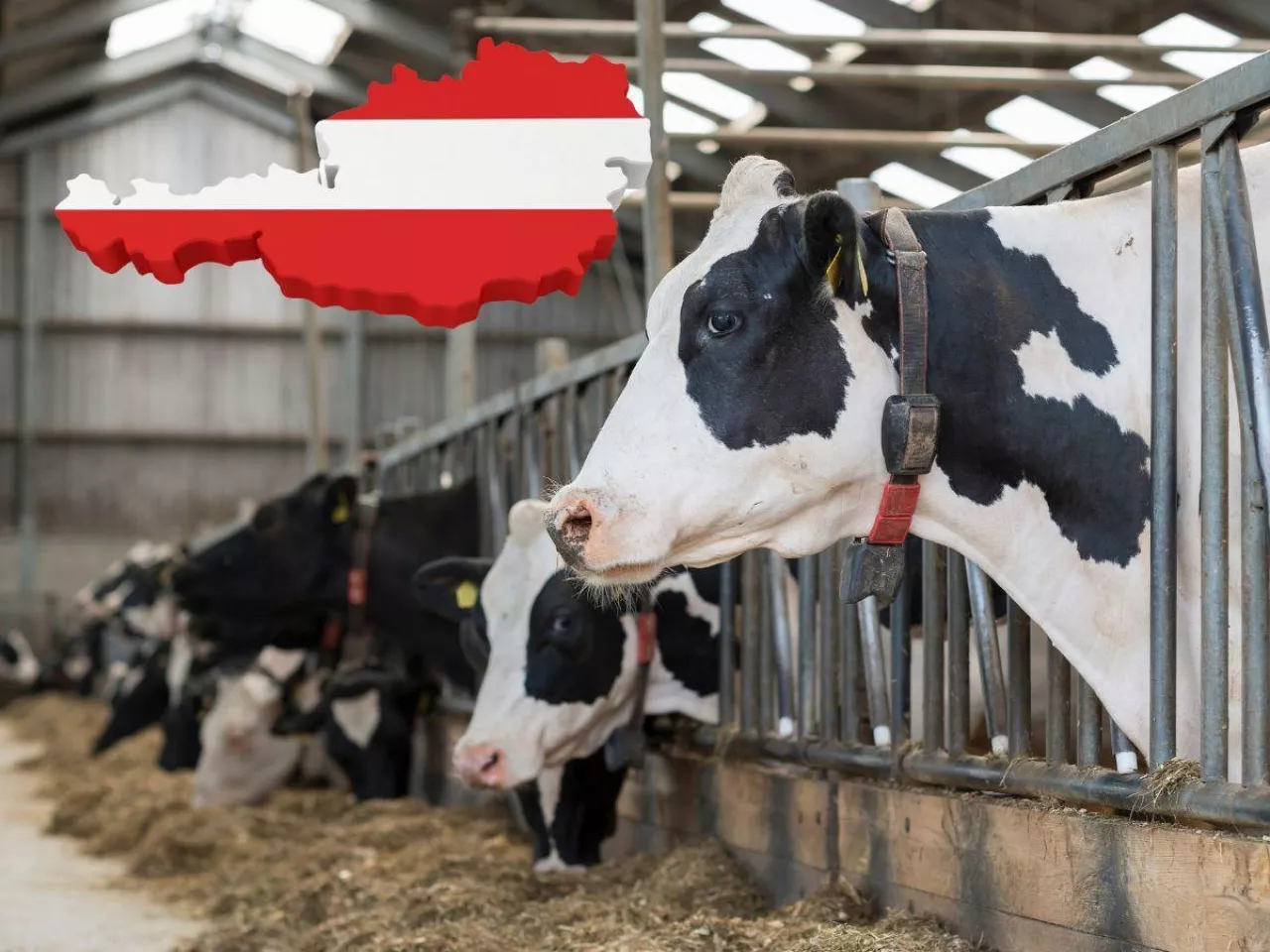 Rolnicy grożą odejściem z mleczarni. ”Żądamy wyższej ceny mleka”