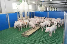 Nie tylko żywienie, ale także stres cieplny ma wpływ na mikrobiom jelitowy, gdyż powoduje zwiększenie stężenia kortyzolu (hormonu stresu) we krwi i zachwianie równowagi układu pokarmowego