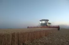 Kombajn młócący pszenicę